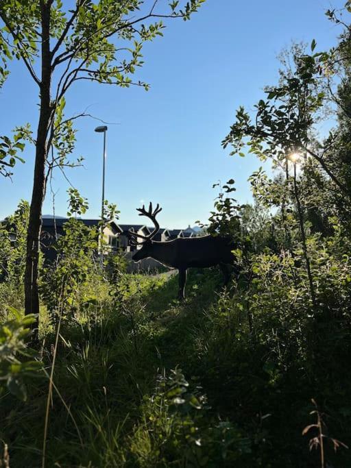 Hybelleilighet I Flott Endegate * Tromsø